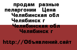  продам  разные  пеларгонии › Цена ­ 70 - Челябинская обл., Челябинск г.  »    . Челябинская обл.,Челябинск г.